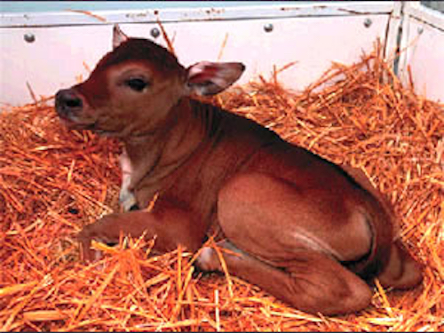 Thomas Frey Futurist Speaker The cloned Javan banteng