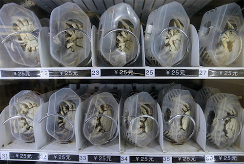 Thomas Frey Futurist Speaker Fresh crab vending machine in China